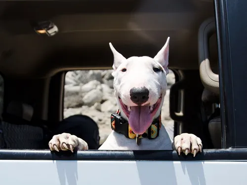 Бультерьер Фото собака в машине