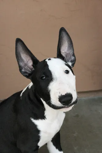 Бультерьер Фото черно-белая собака