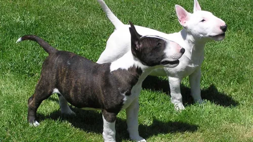 Бультерьер Фото собака и собака, стоящие на траве