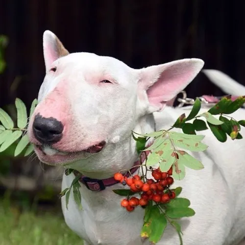 Бультерьер Фото белая собака с кустом ягод на голове