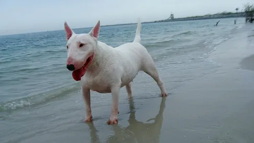 Бультерьер Фото собака, стоящая на пляже