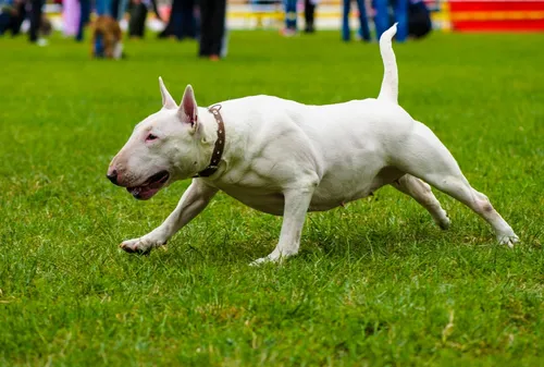 Бультерьер Фото белая собака бежит по траве
