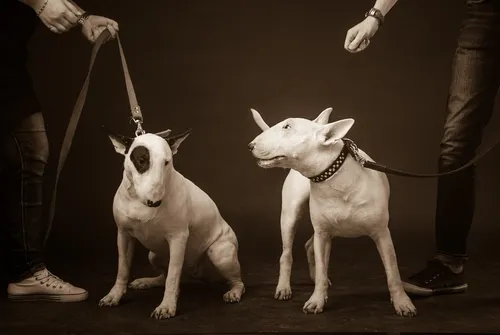 Бультерьер Фото пара собак на поводках