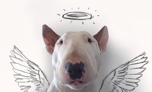 Бультерьер Фото собака с рисунком собаки