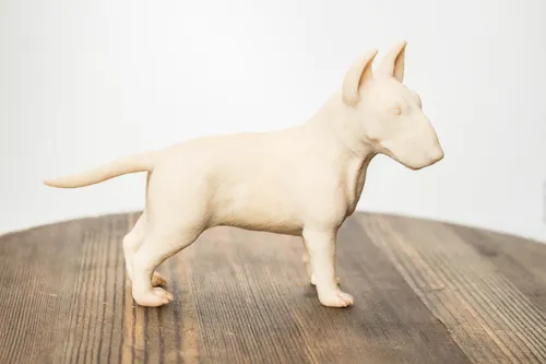 Бультерьер Фото белая собака, стоящая на деревянной поверхности