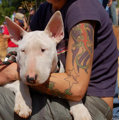 Бультерьер Фото человек с татуировкой на руке и собакой