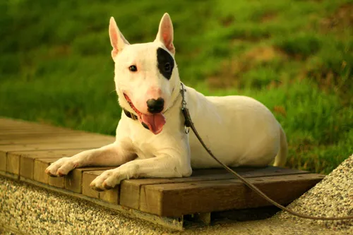 Бультерьер Фото собака на поводке, лежащая на деревянной поверхности