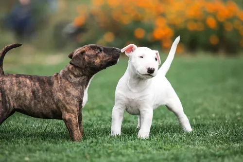 собака и щенок играют в траве