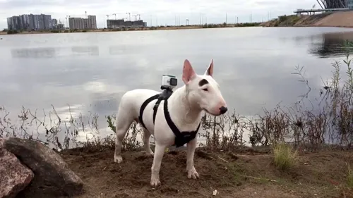 Бультерьер Фото белая собака с рюкзаком, стоящая у водоема
