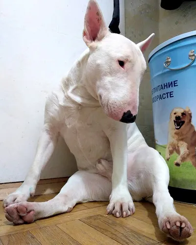 Бультерьер Фото белая собака с синим контейнером на голове