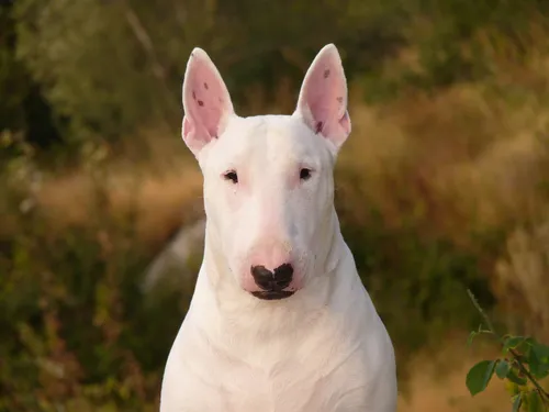Бультерьер Фото белая собака с розовым носом