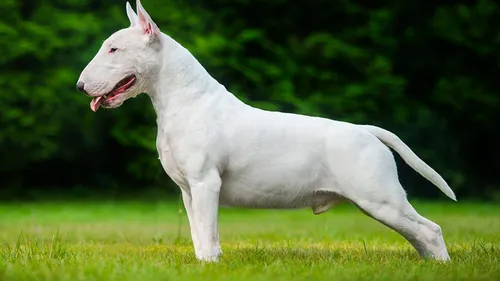 Бультерьер Фото белая собака с открытым ртом