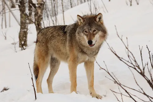 Волк Фото волк, стоящий на снегу