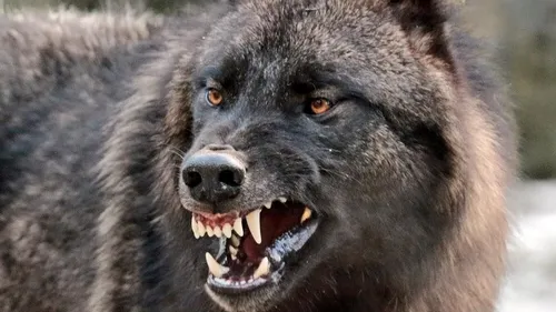 Волк Фото черный медведь с открытым ртом