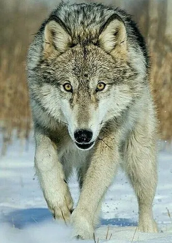 Волк Фото волк, идущий по снегу