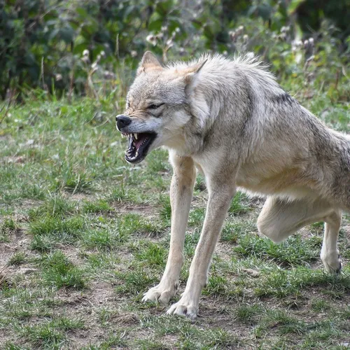 Волк Фото волк с открытым ртом