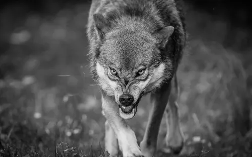 Волк Фото волк бежит в дикой природе