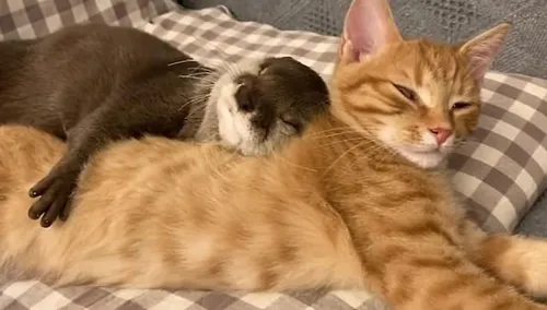 Выдра Фото группа кошек, лежащих вместе