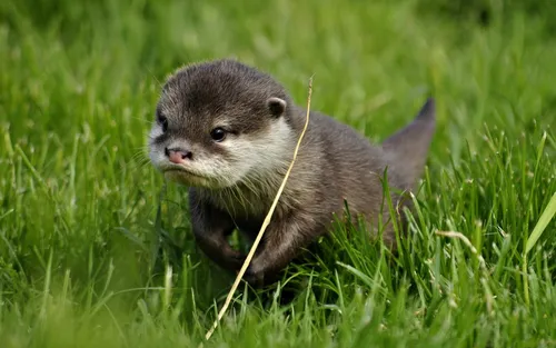 Выдра Фото маленькое животное в траве