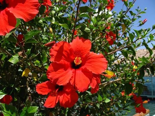 Гибискус Фото красный цветок на кусте