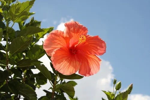Гибискус Фото цветок на растении
