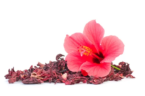 Гибискус Фото красный цветок с семенами