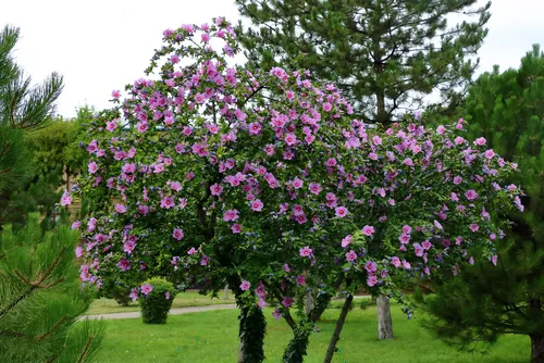 Гибискус Фото дерево с фиолетовыми цветами
