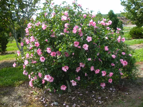 Гибискус Фото куст с розовыми цветами