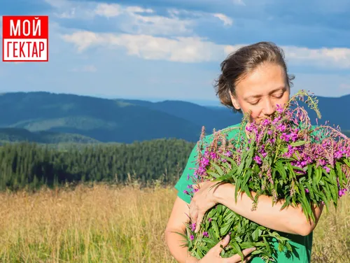 Иван Чай Фото человек, держащий цветы