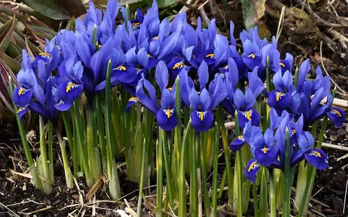 Ирисы Фото группа голубых цветов