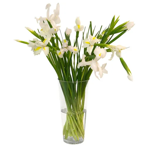 Ирисы Фото ваза с белыми цветами