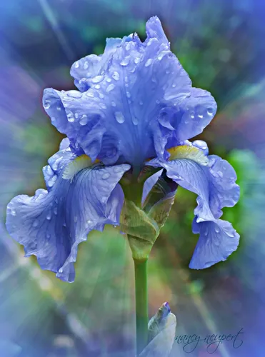 Ирисы Фото крупный план синего цветка