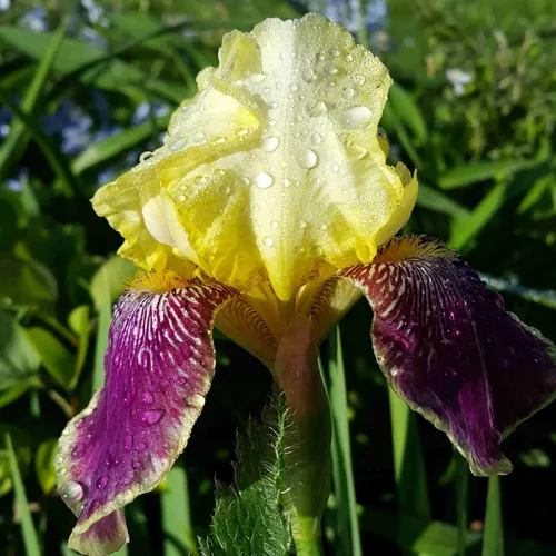 Ирисы Фото желтый цветок с каплями воды