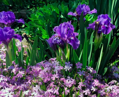 Ирисы Фото фиолетовые цветы в саду