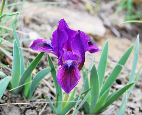 Ирисы Фото фиолетовый цветок в траве
