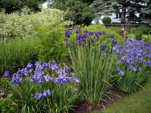 Ирисы Фото сад с фиолетовыми цветами