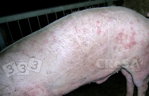 Кожные Высыпания Фото большая розовая свинья
