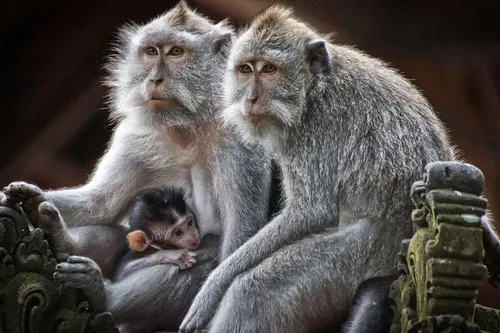 Кожные Высыпания Фото группа обезьян