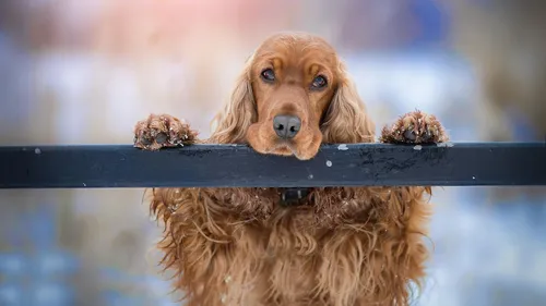Кокер Спаниель Фото собака с палкой во рту