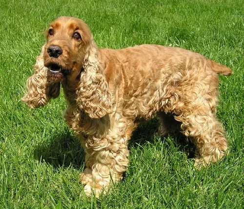 Кокер Спаниель Фото собака, стоящая в траве