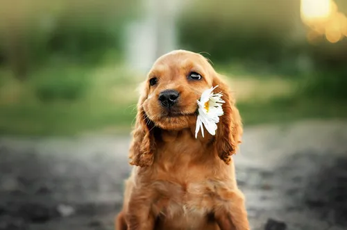 Кокер Спаниель Фото собака с цветком в шерсти
