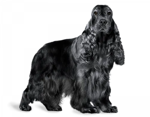 Кокер Спаниель Фото черная собака с длинным хвостом
