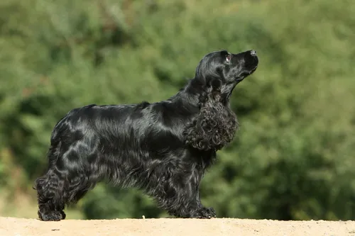 Кокер Спаниель Фото черная собака с открытым ртом