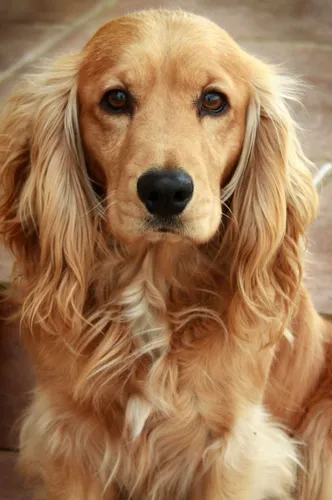 Кокер Спаниель Фото собака с длинной шерстью