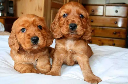 Кокер Спаниель Фото два щенка на кровати