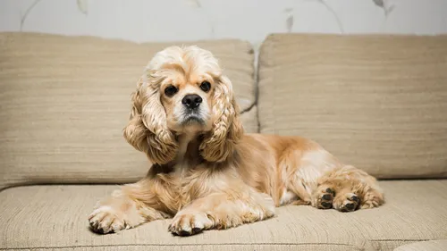 Кокер Спаниель Фото собака, лежащая на диване