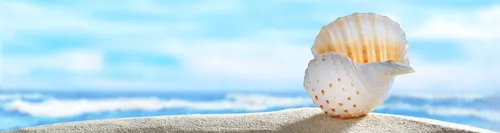 Контагиозный Моллюск Фото ракушка на скале
