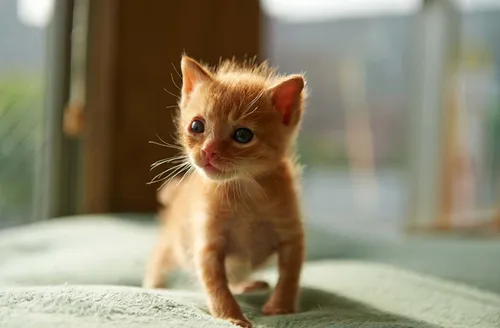 Котята Фото маленький оранжевый котенок