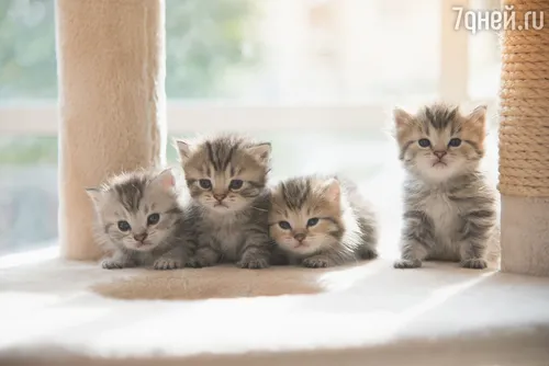 Котята Фото группа котят на подоконнике