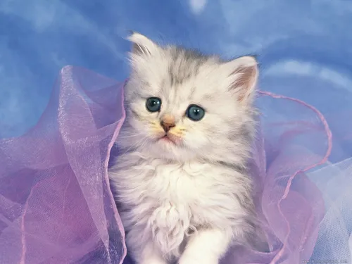 Котята Фото кошка, сидящая на одеяле
